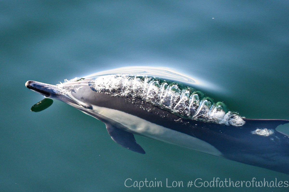 GodfatherofW's tweet photo. More pics of the thousands of Common Dolphin. https://t.co/2hG48RtVyY