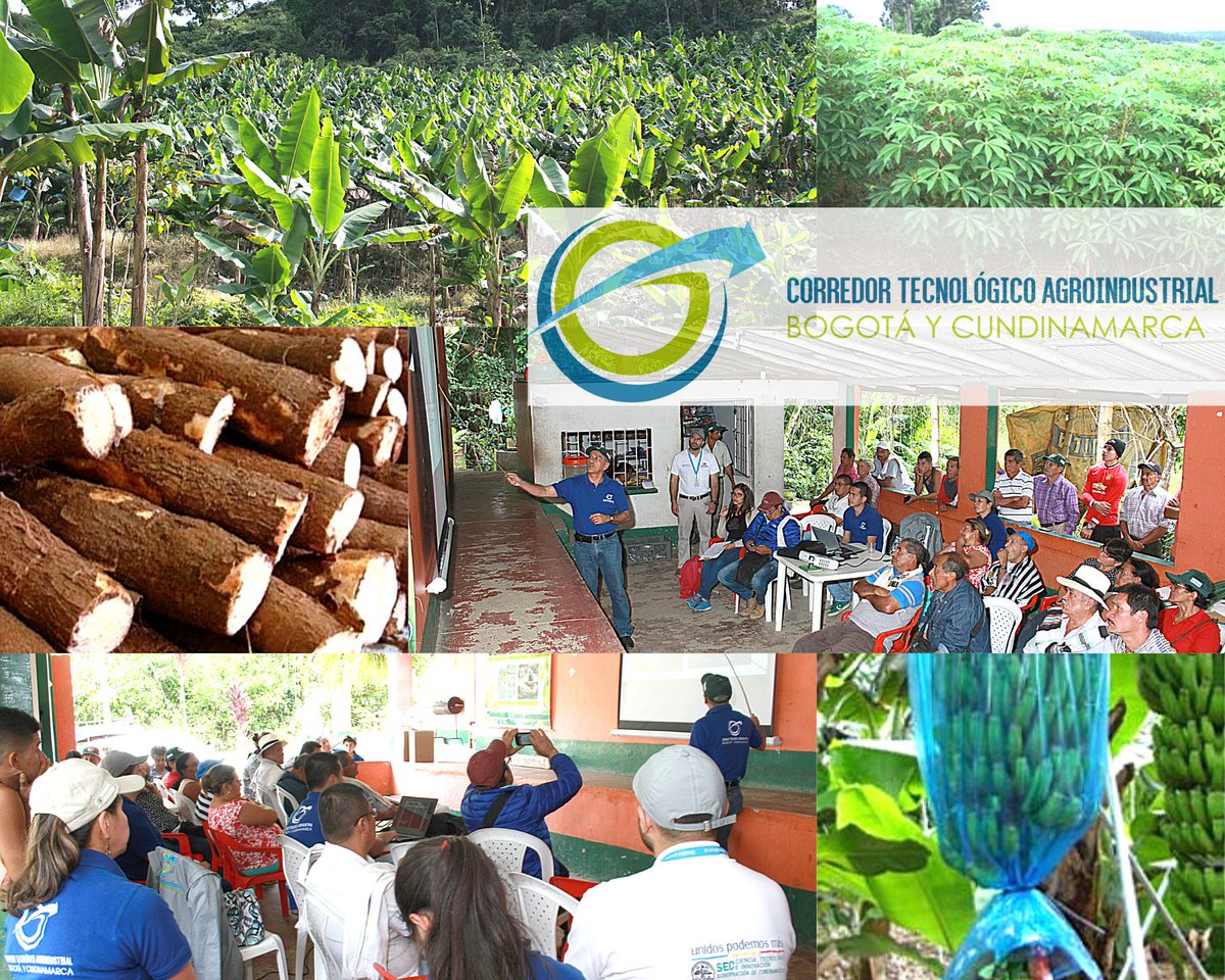 ctaderivado2's tweet photo. #CTA-2 |🍌“Validar estrategias tecnológicas disponibles en los sistemas productivos de plátano y yuca, mediante la implementación de 9 parcelas de investigación participativa agropecuaria (PIPAs) en municipios productores del departamento de Cundinamarca”. Subproyecto N° 9. https://t.co/gO6eRHls7y
