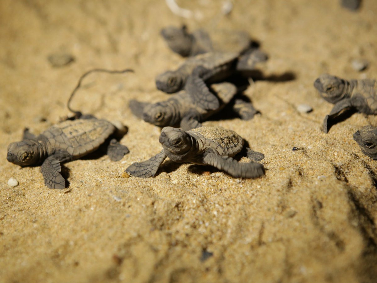 It's turtle season at Mon Repos! It's turtle season at Mon Repos! 
November through to March is Turtle season and you can book a turtle encounter with the Mon Repos Turtle Centre and watch these beautiful creatures lay their eggs. You might even be lucky enough to see some hatch!