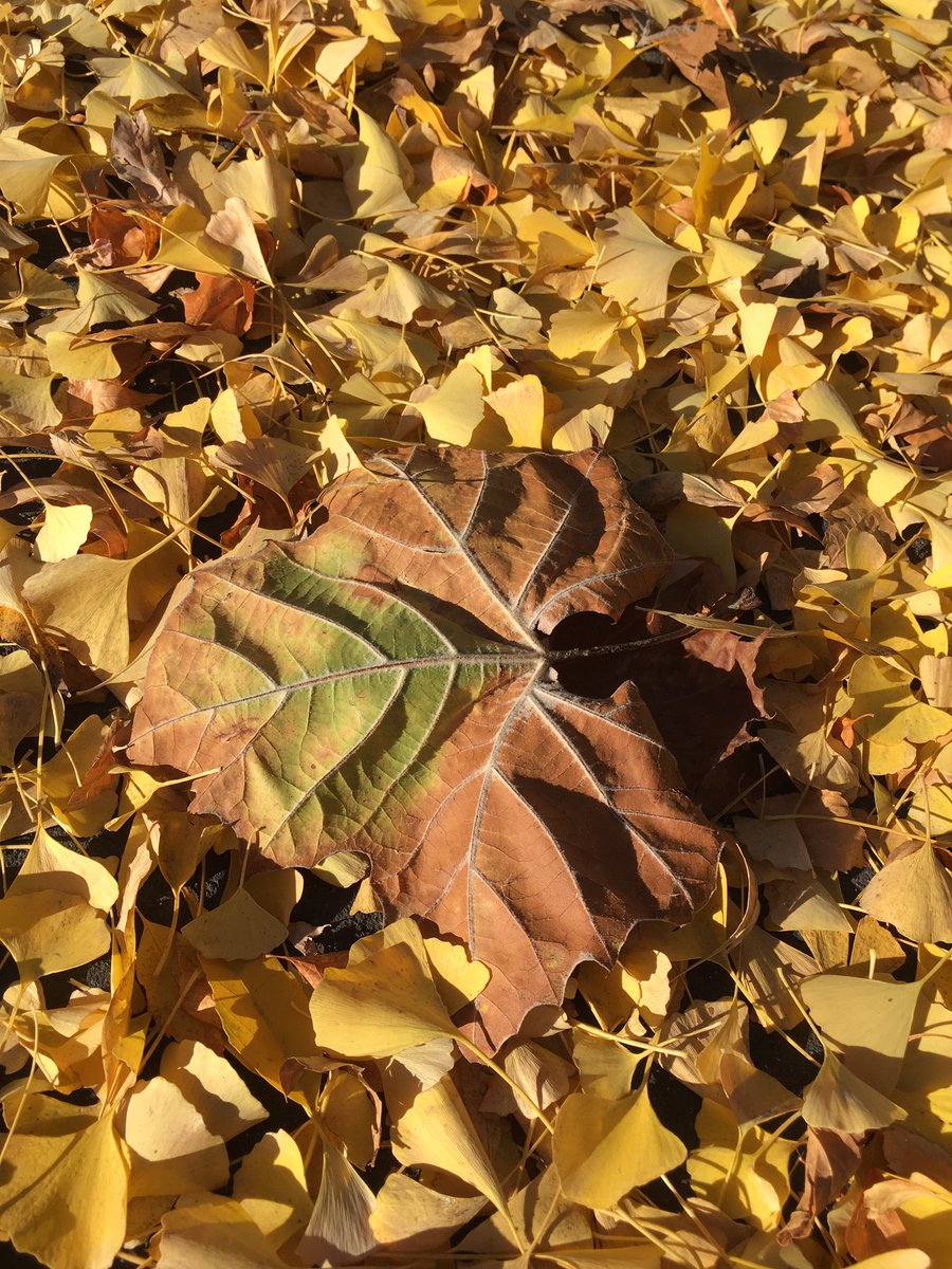 LearningWorld7's tweet photo. Gorgeous fall leaves in Silicon Valley, California 

These yellow leaves were poetic and pretty! They covered the trees, the ground, and also the whole street in the neighborhood! Incredibly beautiful!
.
.
.
.
#ginkgo #yellowleaves #fallcolor 

#PaloAltoLeaves  #SliconValley https://t.co/Rv7eGgro8m