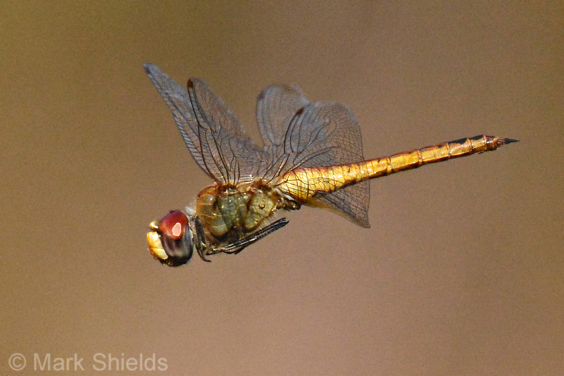 KoeTsutsumi's tweet photo. Pantala flavescens is a dragonfly found all over the world, literally. It migrates up to 18,000km (over 11,000 miles), and between every continent except Antarctica, it's even found on remote islands like Easter Island and Hawaii. @UConnBehavior #uconnbehavior #uconneeb https://t.co/tIbCbQy2v0