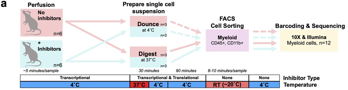 Therefore, we also optimized an inhibitor protocol to block transcription and translation during the isolation process to prevent any ex vivo changes. This was the design of our first experiment studying sorted microglia 10/n