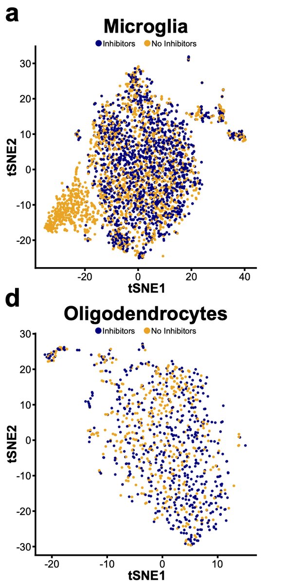 However, while not significant if we look deeper at other cell types some changes are starting to occur. For instance, looking at oligodendrocyte lineages, while not significant, we see the start of some induction of genes in the signature. 21/n