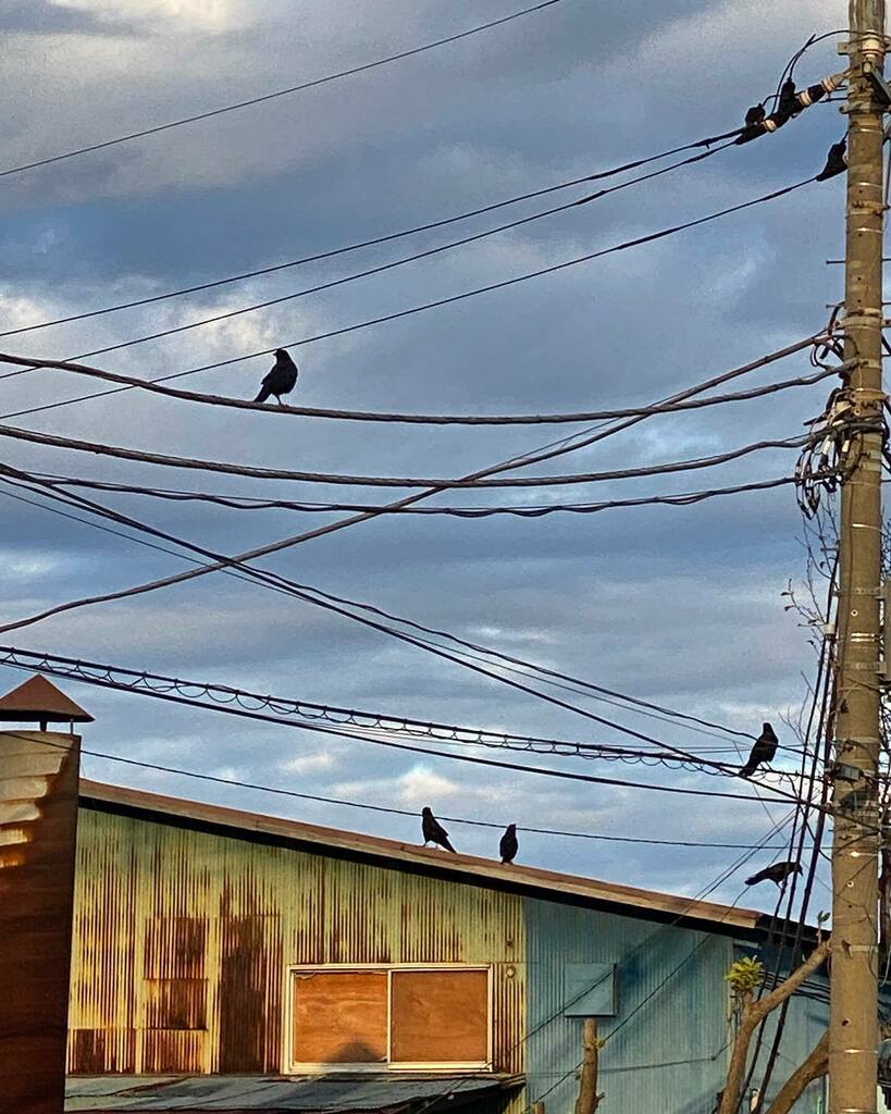 #朝のカラス 
#crowwatching 
#Crow #鴉 #カラス 
#電線 #電柱 #いい電線 #electricwire #電柱電線 #日常にある電力 
#nearby #nearbynarrowpath #近所のほそ道 instagr.am/p/CIWqJliAPXS/