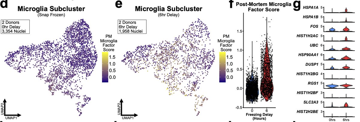 We found that microglia from 6hr samples significantly upregulated of nearly all genes in the microglial PM LIGER factor. But 6hr astrocytes did not exhibit similar significant changes. We believe this again is due to the different speeds at which different cells respond. 31/n