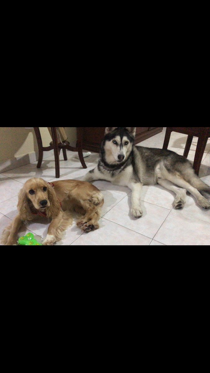 vval81's tweet photo. Hola #twitterbq solo quiero recordarles que hago guardería canina en casa, super personalizado, libre, lleno de amor, pechiche y juego🤍 solo tendré 5 cupos al tiempo, hasta el 14 de enero. Les agradezco un rt 🤍🤍 https://t.co/fHsLpv8ziN