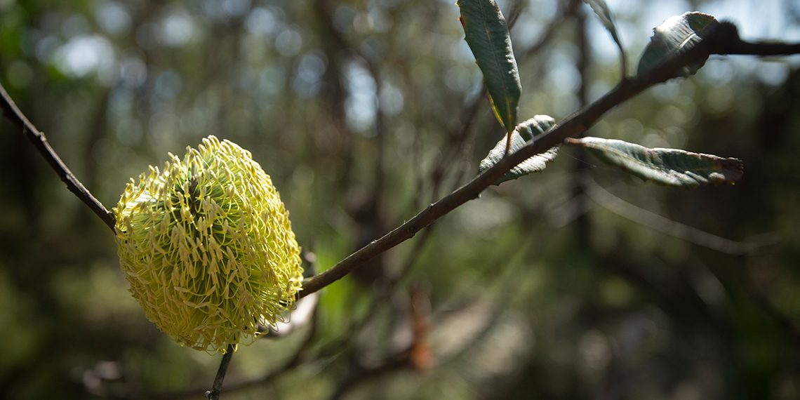 Just launched! Hire a venue, find your closest park for a picnic and much more on Ku-ring-gai Council's new website - built with Accessibility in mind on the <a href="/OpenCitiesInc/">OpenCities</a> Platform. 

Check it out: hubs.la/H0BYhy20

#accesibility #lowcode #digitalgov