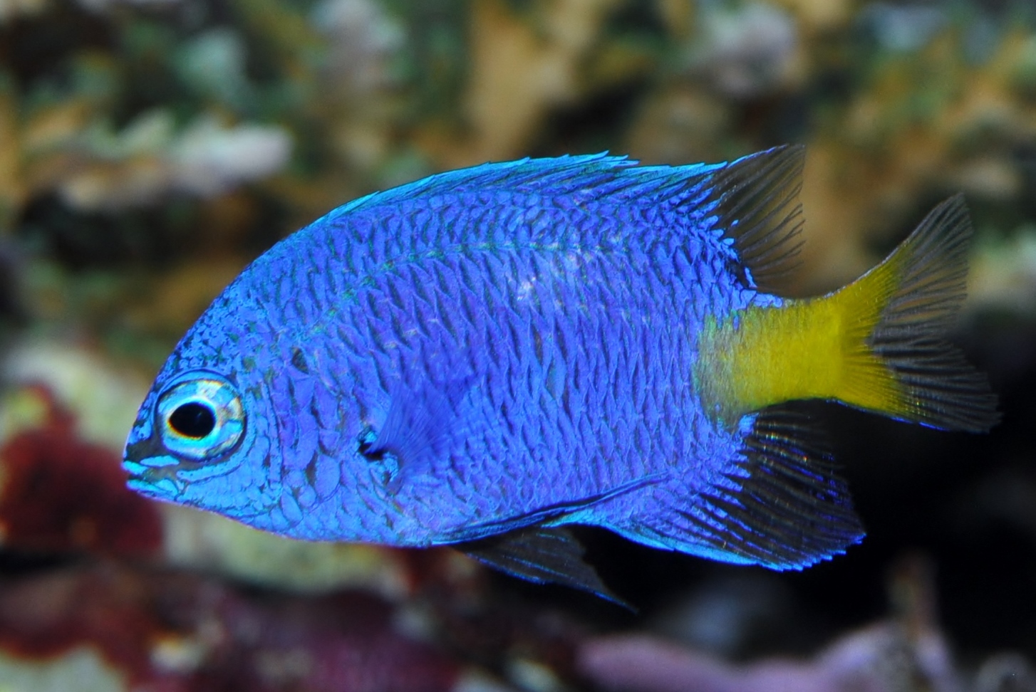 تويتر 新潟市水族館マリンピア日本海 公式 على تويتر シリキルリスズメダイ 潮風の風景 脊索動物門 硬骨魚綱 スズキ目 スズメダイ科 ルリスズメダイ属 全長7 福岡県 静岡県 沖縄諸島 ソロモン諸島のサンゴ礁域の枝状サンゴ周辺 体は鮮青色で 尾柄部は
