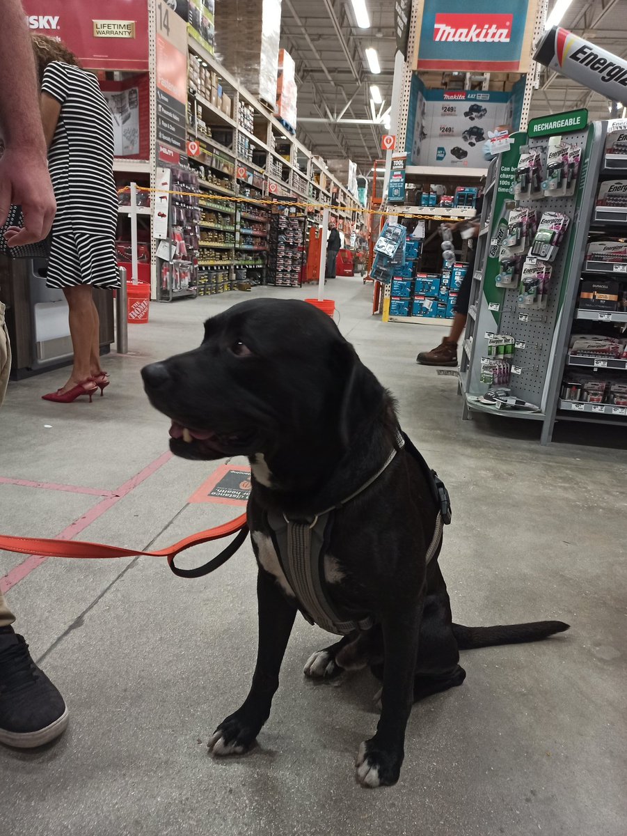 Me encanta cuando la gente me dice que sus perritos son rescatados 🥺🥺🥺🥺🥺