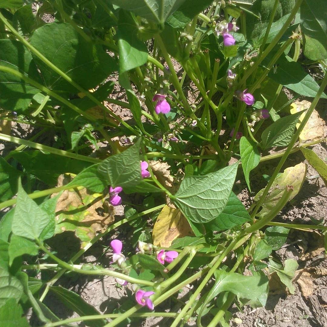 leguminosa2020's tweet photo. Floración cultivares de Caraotas, EVAC NRO 1. Campo de Instituto de Genética, Facultad de Agronomía - UCV.
.
@ramis7888
#fagroucv #investigacion #ingenieria #caraotas #genetica #geneticaucv #venezuela #maracay #agronomia https://t.co/qc7diiX6TC
