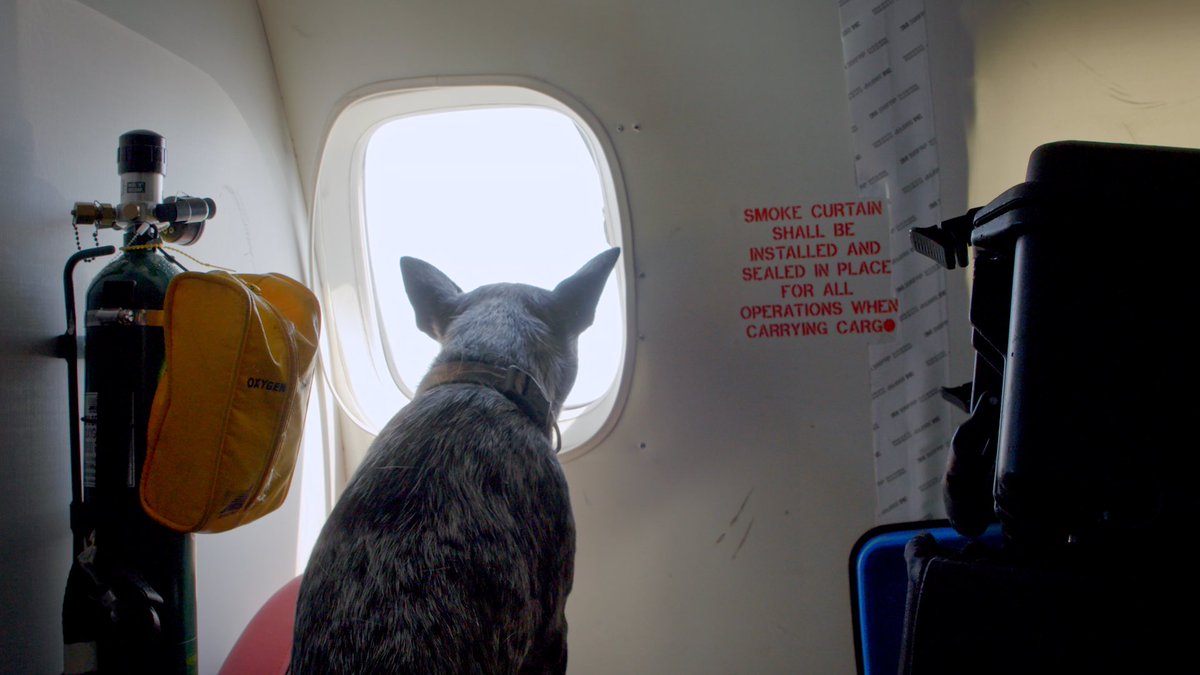 This is Clyde. He’s a deaf blue merle cattle dog from Louisiana. We’re going to tell his story tomorrow as part of a very special Friday fundraiser. 14/10 stay tuned ❤️