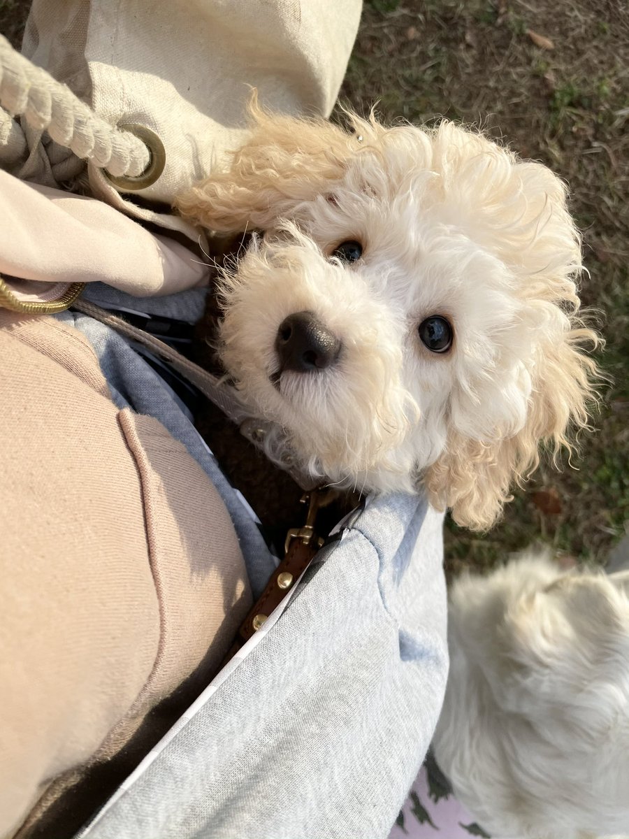muuuuuu72's tweet image. 宣伝ってわけでもないですが、インスタのストーリーにはTwitterより動画が上がると思われる話です☺️❣️☺️❣️