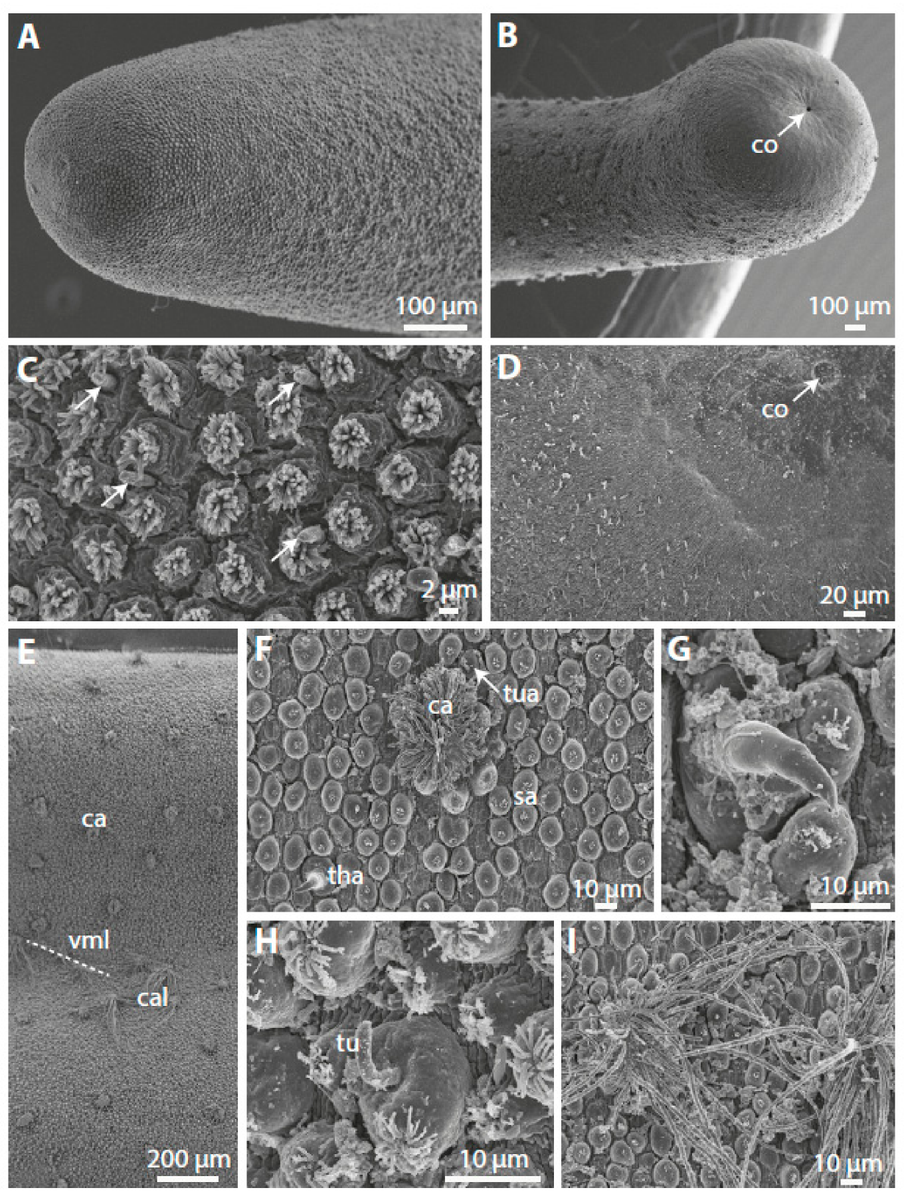 Taxonomy_MDPI's tweet photo. Feature Paper by Arun K. Yadav, Dimos Khynriam, Limatemjen and Andreas Schmidt-Rhaesa from Universität Hamburg @unihh
New Records of Horsehair Worms (#Nematomorpha) from India and a Summary of All Known Indian Species
https://t.co/oVopom7Q7H https://t.co/E8nKXOD3o8
