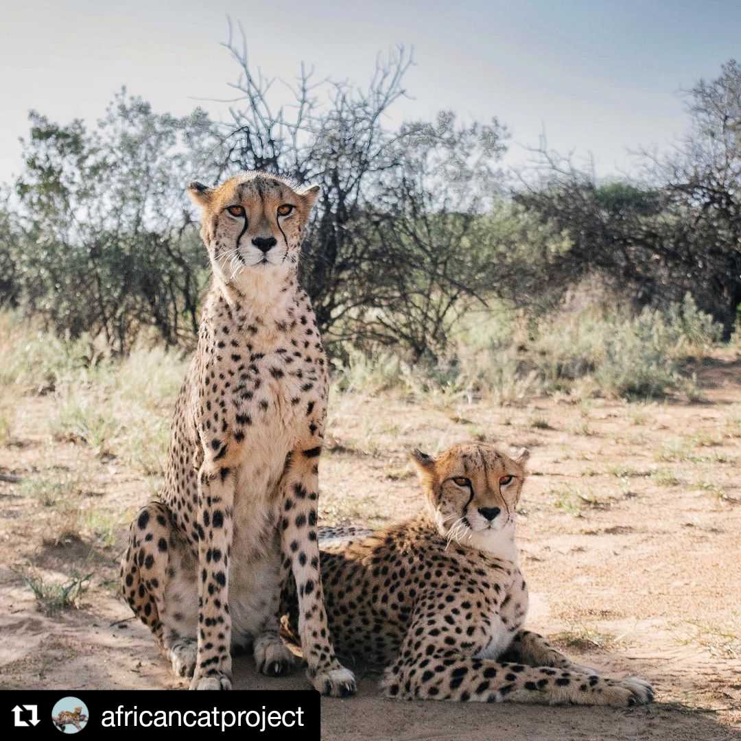 INTERNATIONAL CHEETAH DAY
With an estimated number of less than 7 100 individuals left in the wild, the Cheetah (Acinonyx 
jubatus) is considered as Africa's most endangered big cat.