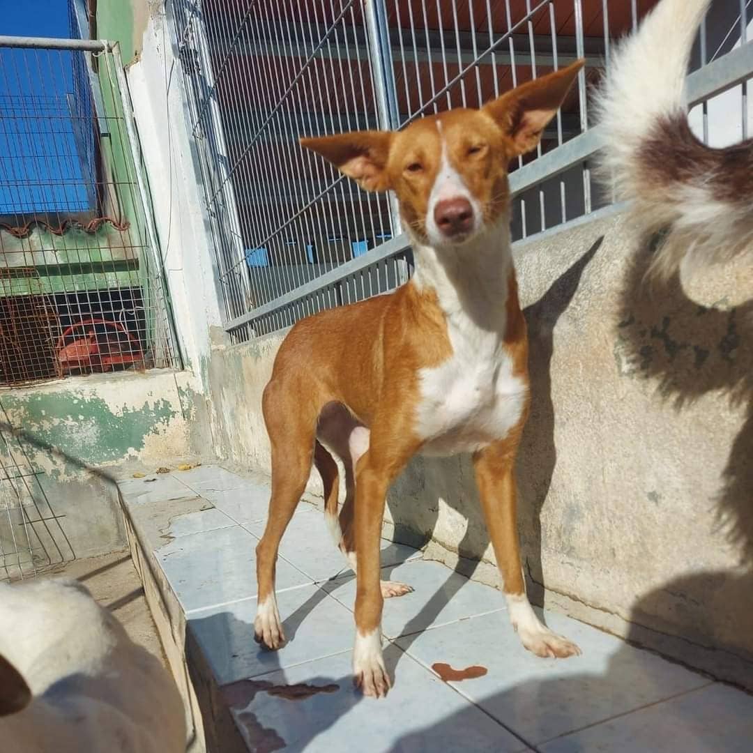 Protectora SPAX (@protectoraspax) on Twitter photo Hoy queremos compartir con vosotros como han sido nuestros últimos días. Hemos tenido un gran aumento de entradas, han sido varios los perritos los que se han unido a nuestra gran familia y no podíamos mirar hacia otro lado, teníamos que ayudarles. adopciones@protectoraxativa.org Hoy queremos compartir con vosotros como han sido nuestros últimos días. Hemos tenido un gran aumento de entradas, han sido varios los perritos los que se han unido a nuestra gran familia y no podíamos mirar hacia otro lado, teníamos que ayudarles. adopciones@protectoraxativa.org