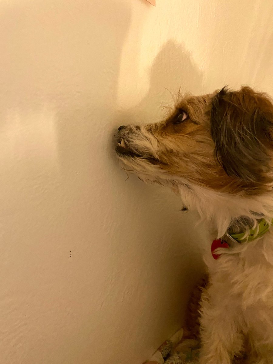 ajoyschmidt's tweet photo. Thinking about the time my dog confused a hole in my wall with a bug https://t.co/HPGElqk8Tn
