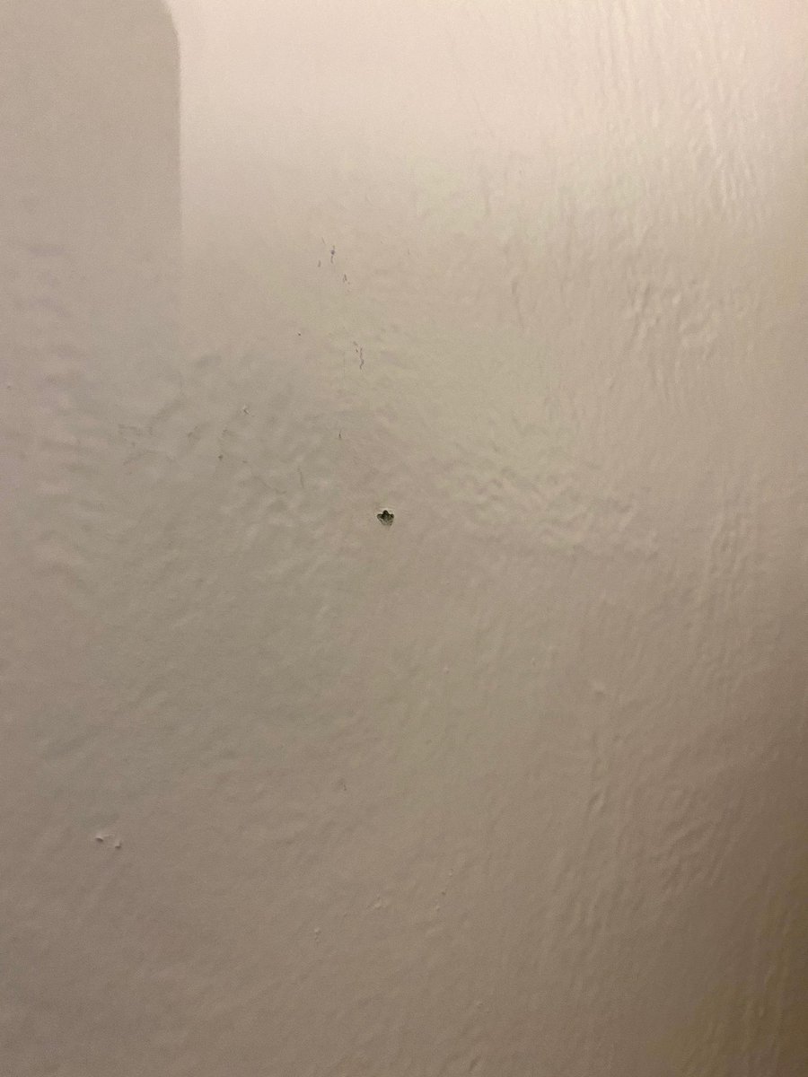 ajoyschmidt's tweet photo. Thinking about the time my dog confused a hole in my wall with a bug https://t.co/HPGElqk8Tn