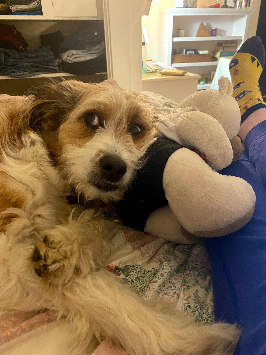 ajoyschmidt's tweet photo. Thinking about the time my dog confused a hole in my wall with a bug https://t.co/HPGElqk8Tn