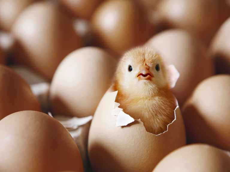 probioticflow's tweet image. Innovative probiotic "ecobial fizz" direct fed microbial which can also be used in the chicken's water line. We test all #bacterial products including #dfm #agriculture enumerating cells, testing for viability across ingredients, strains and packaging. lnkd.in/gubKids