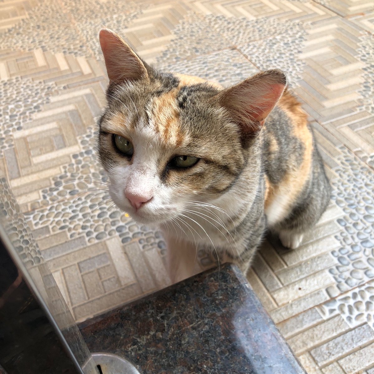 RabindarVidhya's tweet photo. #photooftheday #CatsOfTwitter #VRclicks https://t.co/KMYoCQ67cs