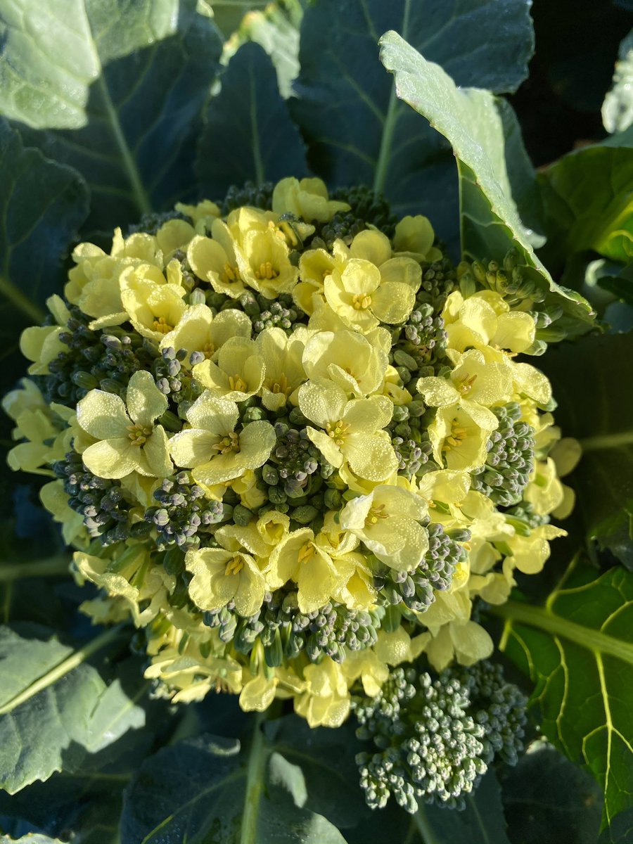 タキイ種苗 タネのタキイ 公式 この花をみなさん知っていますか チアガールが持っている ポンポンのように 可愛らしく咲くこのお花 じつは ブロッコリー の花なんです 普段食べている部分は お花のつぼみ で ご覧のような花を咲かせます