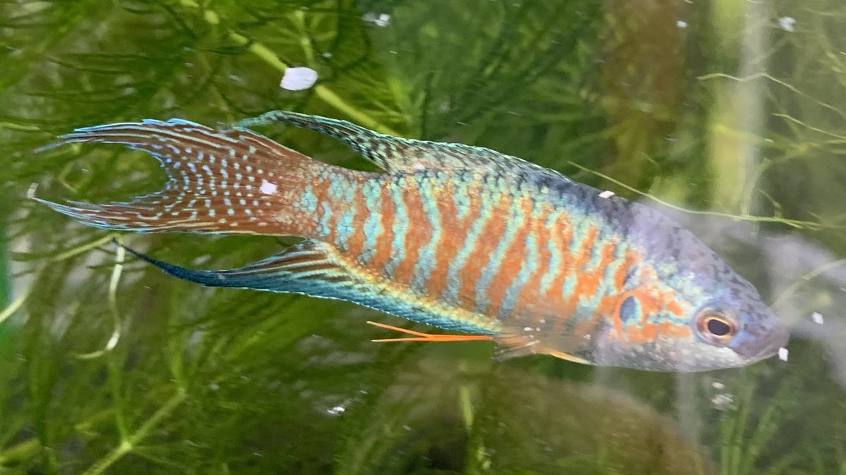 パラダイスフィッシュの人 Xyexif9odigjg8v Twitter