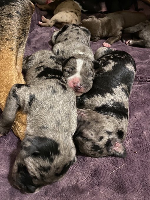 ❤️🐶 https://t.co/8rIa201ayA<a href="/tag/mvsales"class="tags"><span>#mvsales</span></a>