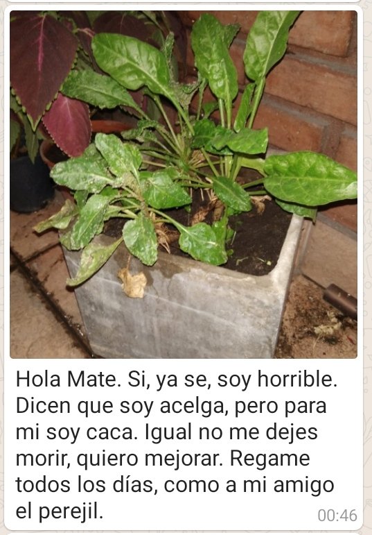mateodelt's tweet photo. Le tengo que cuidar las plantas a mi hermano y me está dejando indicaciones. Lo de ser un pelotudo es de familia. https://t.co/m94PG2TFvW