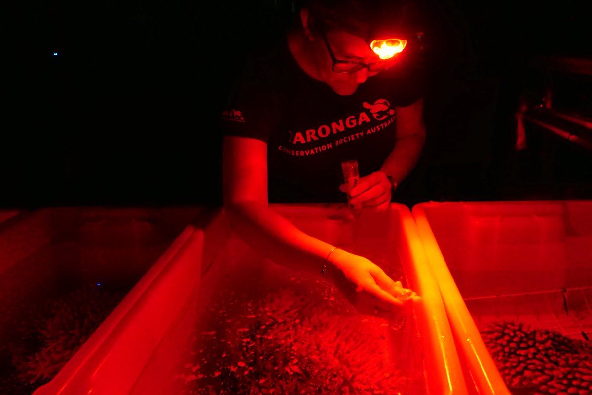For the 10th year Taronga is working with @aims_gov_au and @GBRFoundation on the cryopreservation of living cells from high conservation value corals: aims.gov.au/research/spawn…. Tune into @ABCTV tonight for #ReefLiveAU to watch one of the world’s greatest natural events unfold.
