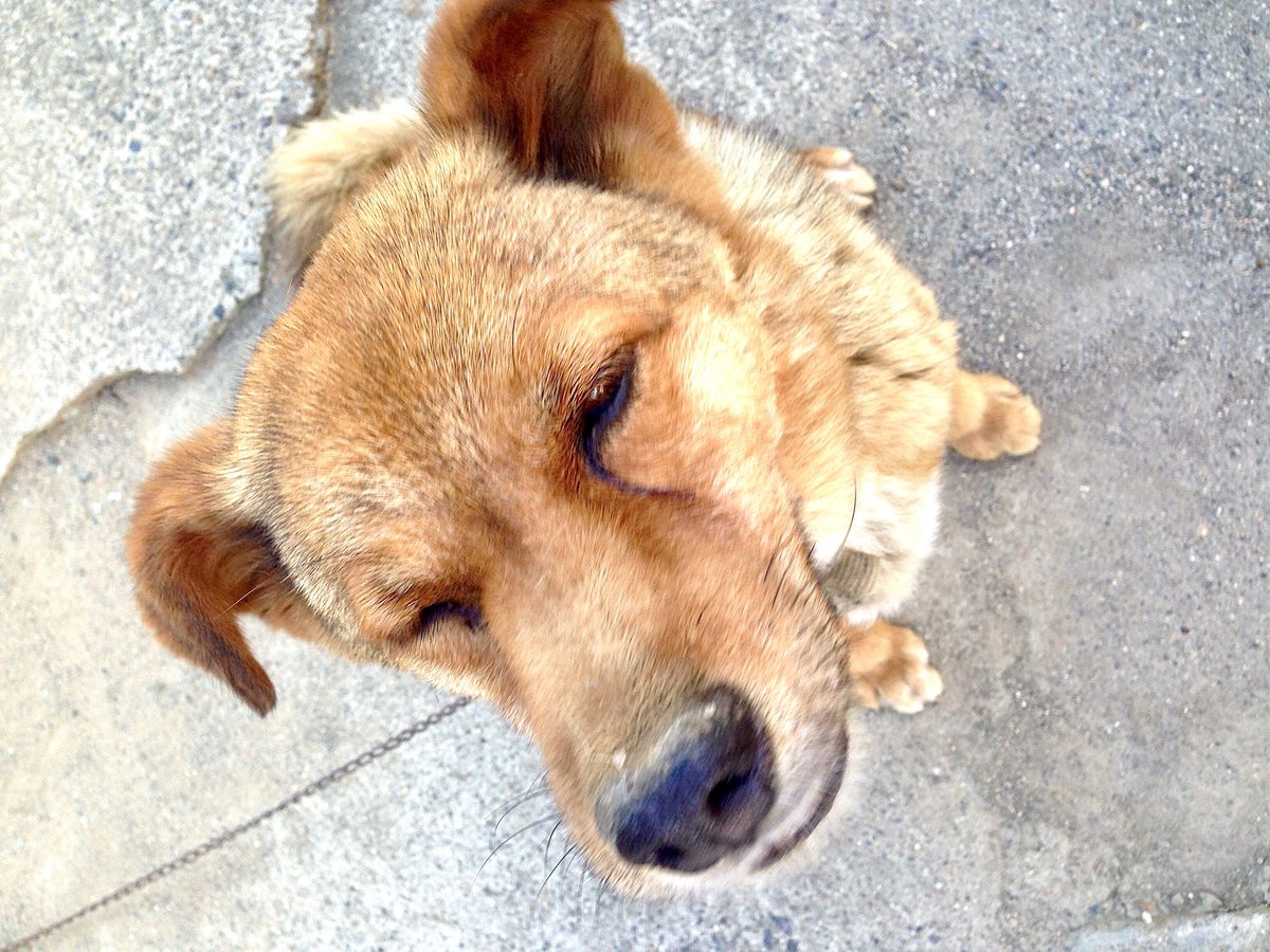 ゆまっち على تويتر お犬様の遺影も出てきた もっと写真撮ってればよかったなぁ