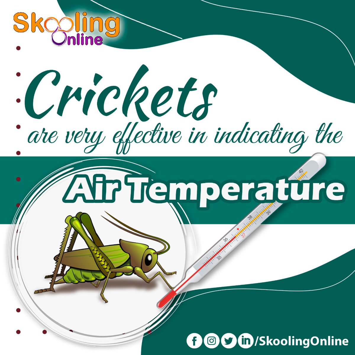 SkoolingOnline's tweet photo. #DidYouknow that crickets can be highly useful in determining the air temperature and are known as Nature's Thermometer ?
Know more such interesting trivia with personal guidance in #biology from #biologyexperts coming soon on #SkoolingOnline
#onlinebiologytuition https://t.co/Xo6uIdjprb