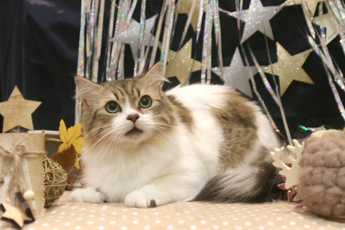 にゃん子ん家 猫専門店 スチーマーコース をご利用のラガマフィン ミーシャくん レーキングで抜け毛をスッキリ 抜け毛が多いこの時期は特にオススメです 水を使わない泡のシャンプーを しっかりと揉み込んで イオンスチーマーをあてていきます にゃん子ん家 猫専門店 スチーマーコース をご利用のラガマフィン ミーシャくん レーキングで抜け毛をスッキリ 抜け毛が多いこの時期は特にオススメです 水を使わない泡のシャンプーを しっかりと揉み込んで イオンスチーマーをあてていきます