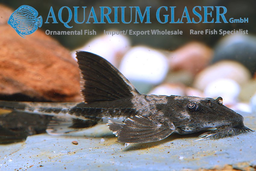aquariumglaser's tweet photo. #loricaria #simillima #german #bred 
find more details and pics @ https://t.co/kgExUnuDLM https://t.co/H5vKfRuM7k