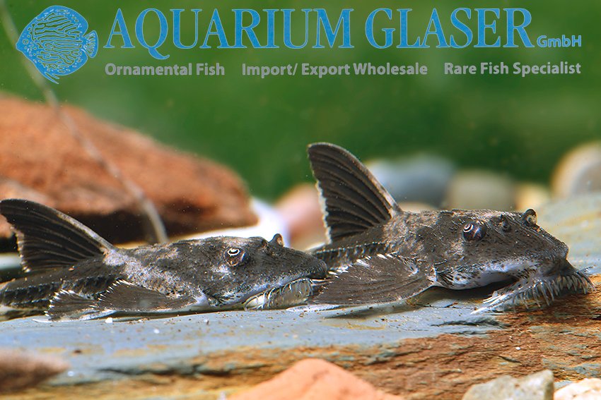 aquariumglaser's tweet photo. #loricaria #simillima #german #bred 
find more details and pics @ https://t.co/kgExUnuDLM https://t.co/H5vKfRuM7k