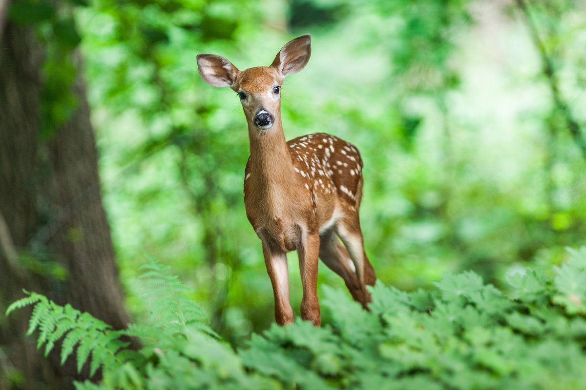 little deer baby
#wildlifefriend #wildplanet #wildlifeaddicts #wildlife_shots #wildlifephoto #wildlife_perfection #wildlifeofinstagram #wildlifephotography #picoftheday #naturelover #animalpolis #wildlifeowners #wildlife_pjerfection #animalsaddict #deer