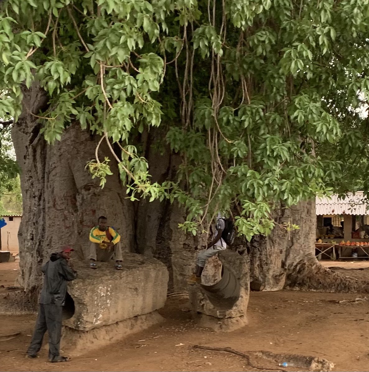 Ein Baobab tree, seit über 1000 Jahren geduldiger Zeitzeuge in der Nähe von Mutare (Simbabwe)