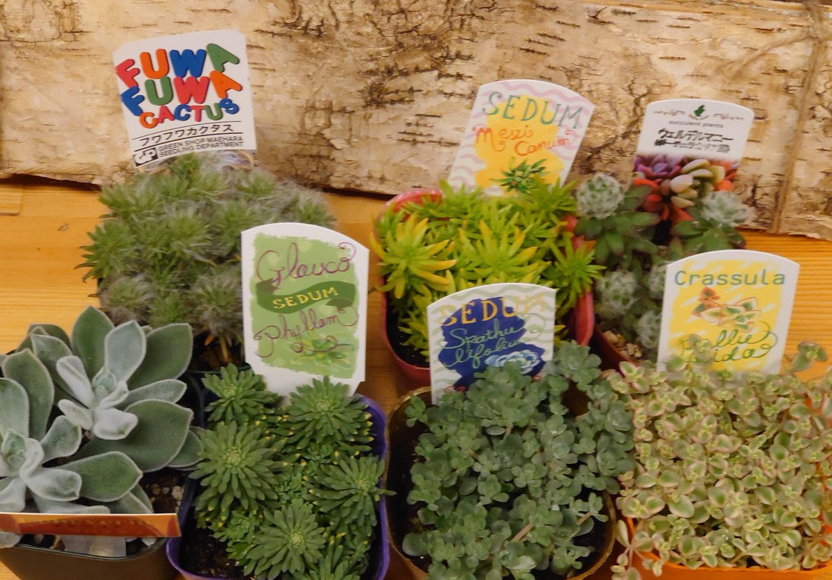 Twitter पर 弥生坂 緑の本棚 今日の植物は多肉植物 セダム クラッスラ エケベリア ポーチュラカリア ウェルデルマニーなど 謎のフワフワカクタスも ご来店の際は ぜひご覧下さい