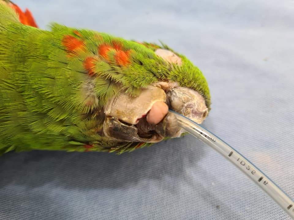 miguelyopal's tweet photo. Héroes... reconstrucción de pico  🦜🥰

A la vida gracias por estas bellas personas.

(Parte 1 de 4) https://t.co/4Sj5ihgNaS