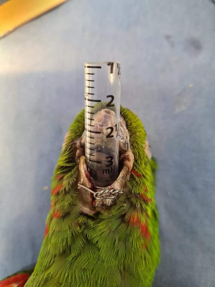 miguelyopal's tweet photo. Héroes... reconstrucción de pico  🦜🥰

A la vida gracias por estas bellas personas.

(Parte 1 de 4) https://t.co/4Sj5ihgNaS
