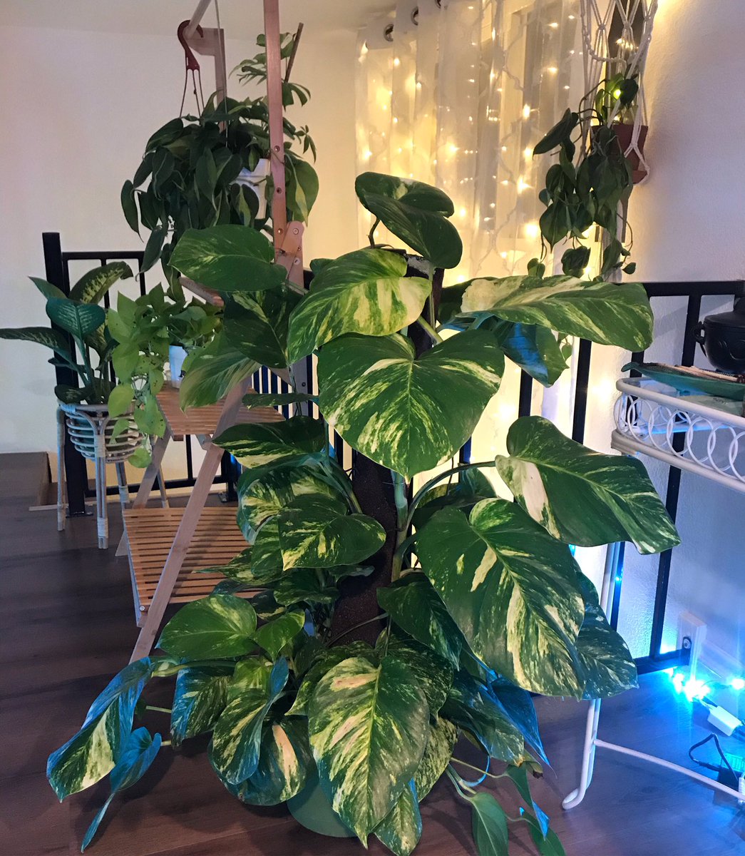 julesZERO's tweet photo. New plant named it Joe 🪴✨ https://t.co/c2RlzfMVRs