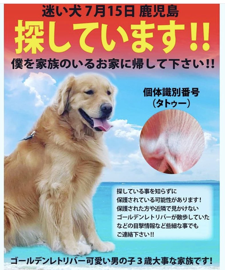 迷子犬情報 ゴールデンの りきまる情報館