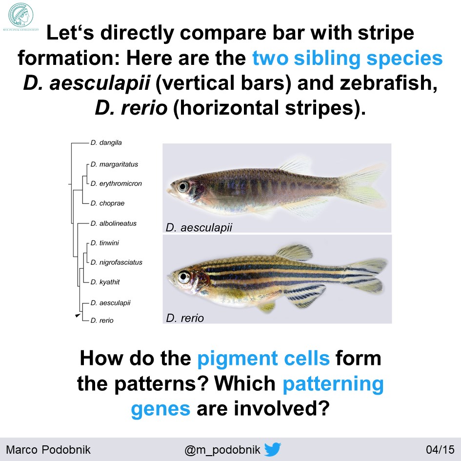 Danio aesculapii described in 2009 by  @svenok & Fang Fang  https://doi.org/10.11646/zootaxa.2164.1.4