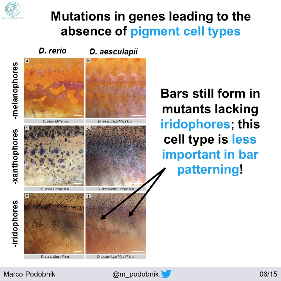 Danio aesculapii described in 2009 by  @svenok & Fang Fang  https://doi.org/10.11646/zootaxa.2164.1.4