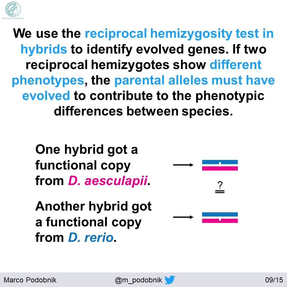 The reciprocal hemizygosity test is explained by  @David_L_Stern  https://doi.org/10.1016/j.tig.2014.09.006