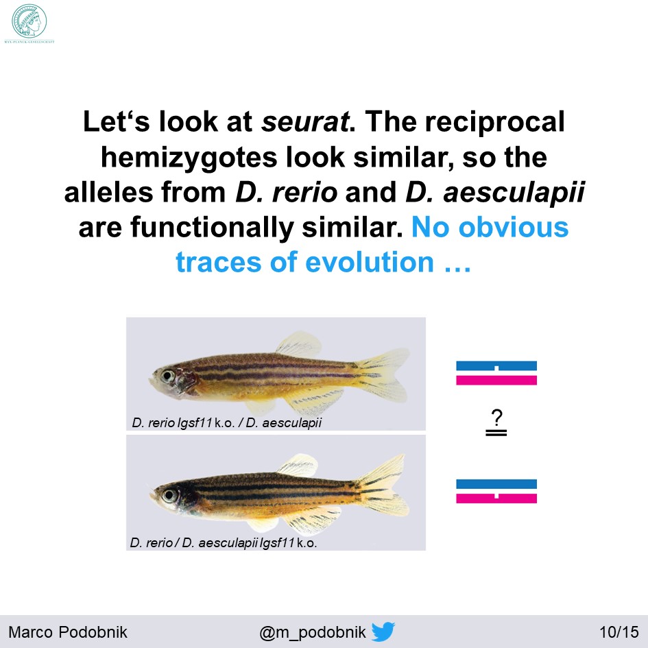 The reciprocal hemizygosity test is explained by  @David_L_Stern  https://doi.org/10.1016/j.tig.2014.09.006