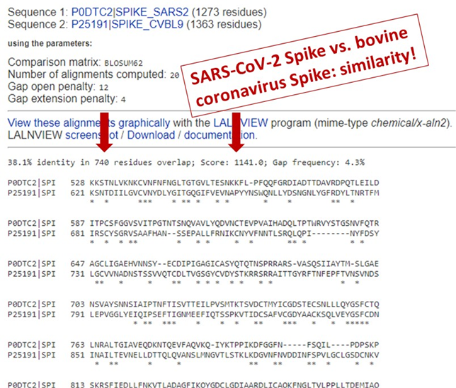 3b) Hmm. Maybe Bill Gates/Big Pharma is hiding the results? Well, we can force a computer to try to align the sequences. Do this for proteins that are actually related, and you see long stretches of similarity. Example: spike of SARS-CoV-2 and of a coronavirus that infects cows