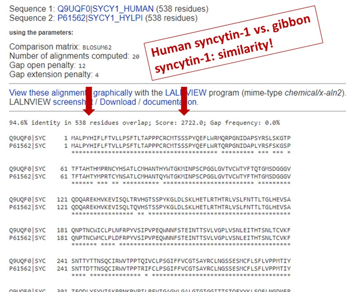 3c) And here is human syncytin-1 (the protein that the fertility claim revolves around) and gibbon syncytin-1. Like with the two spike proteins, a stretch of hundreds of amino acids where there’s similarity, and a high similarity score