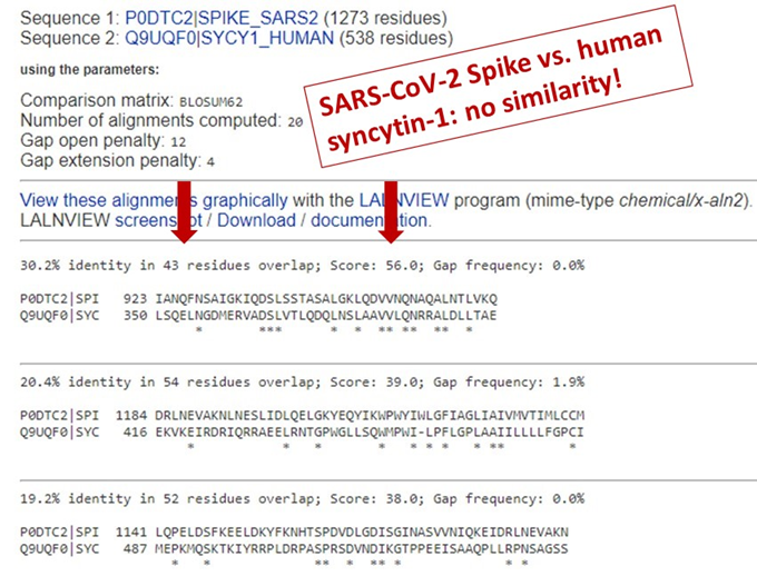 3d) So here’s the SARS-CoV-2 spike versus human syncytin-1. The best it can do are a few short stretches of 20-30% similarity, with a low score as a result. This is random chance. There is no meaningful similarity.