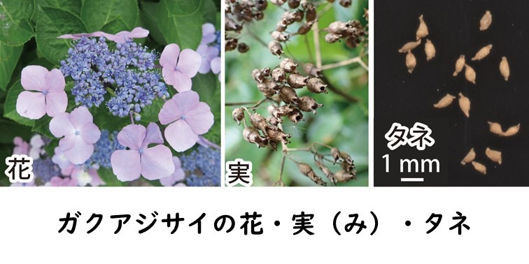千葉県立中央博物館 生態園トピックス展 タネの大冒険 開催中 土 日 祝日のみ公開 アジサイの野生種ガクアジサイは 海岸の岩場などに自生し 生態園でも海岸植生エリアで見ることができます 小さなツボ状の実を逆さに振ってみると パラパラ 千葉県立中央博物館 生態園トピックス展 タネの大冒険 開催中 土 日 祝日のみ公開 アジサイの野生種ガクアジサイは 海岸の岩場などに自生し 生態園でも海岸植生エリアで見ることができます 小さなツボ状の実を逆さに振ってみると パラパラ