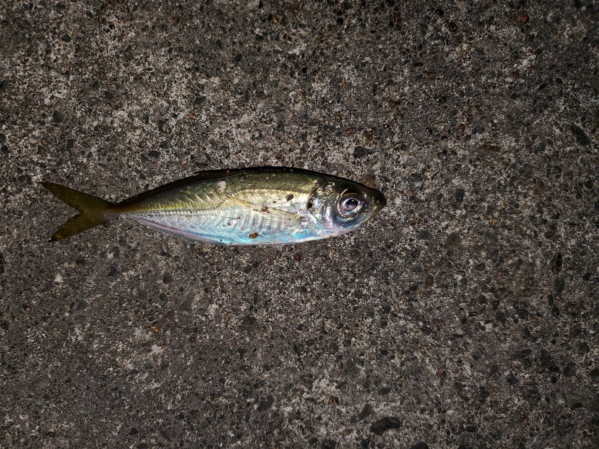 鮴 鮴